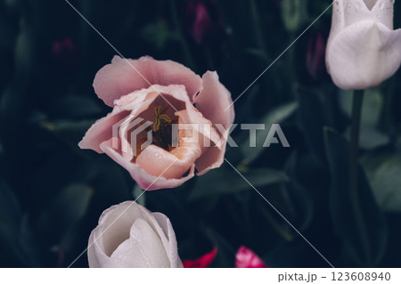 Tulip in full bloom. 123608940