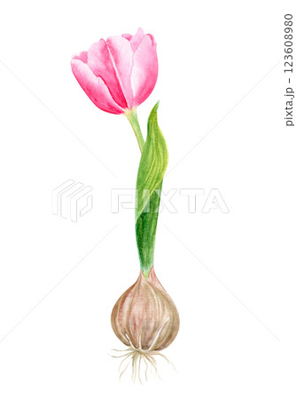 Pink tulip bulb flower and a leaf watercolor illustration isolated on white. Hand painted flower. High quality clip art perfect for mother's day, women's day cards, posters, seed packages, decor Pink tulip bulb flower and a leaf watercolor illustration isolated on white. Hand painted flower. High quality clip art perfect for mother's day, women's day cards, posters, seed packages, decor 123608980