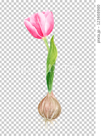 Pink tulip bulb flower and a leaf watercolor illustration isolated on white. Hand painted flower. High quality clip art perfect for mother's day, women's day cards, posters, seed packages, decor Pink tulip bulb flower and a leaf watercolor illustration isolated on white. Hand painted flower. High quality clip art perfect for mother's day, women's day cards, posters, seed packages, decor 123608980