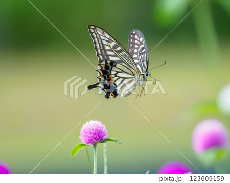 アゲハチョウの飛翔 123609159