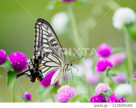 アゲハチョウの吸蜜 123609160