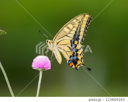 キアゲハの吸蜜 123609163