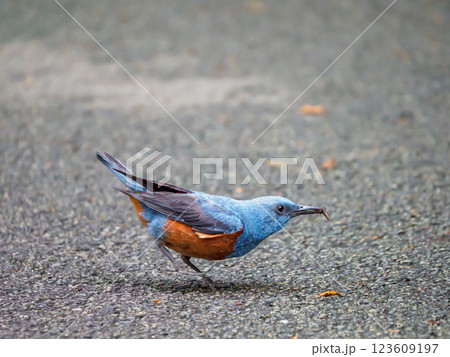 青い鳥はイソヒヨドリ 123609197