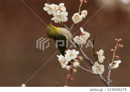 梅の蜜を吸いにやってきた可愛い小鳥、メジロ 梅の蜜を吸いにやってきた可愛い小鳥、メジロ 123609270