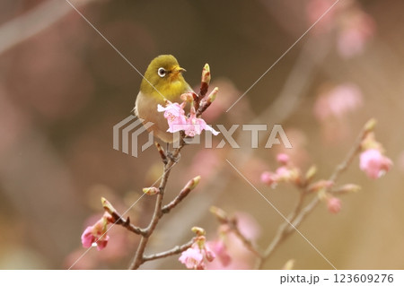 河津桜の蜜を吸いにやってきた可愛い小鳥、メジロ 123609276