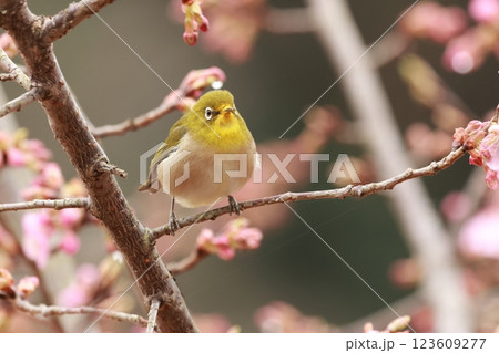河津桜の蜜を吸いにやってきた可愛い小鳥、メジロ 123609277