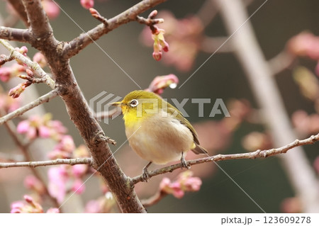 河津桜の蜜を吸いにやってきた可愛い小鳥、メジロ 河津桜の蜜を吸いにやってきた可愛い小鳥、メジロ 123609278