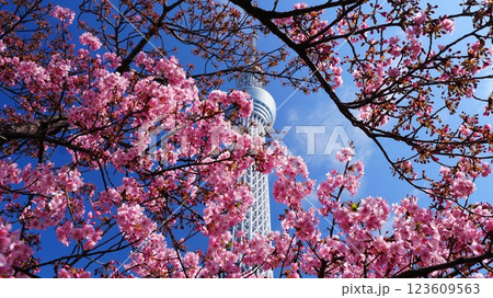 河津桜とスカイツリーコラボが快晴で映える 123609563
