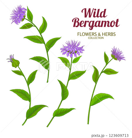 Wild Bergamot Plant Colored Detailed Illustration Wild Bergamot Plant Colored Detailed Illustration 123609713