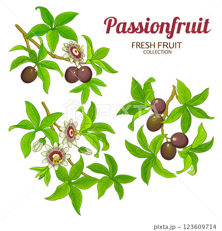Passion Fruit Colored Detailed Illustration 123609714