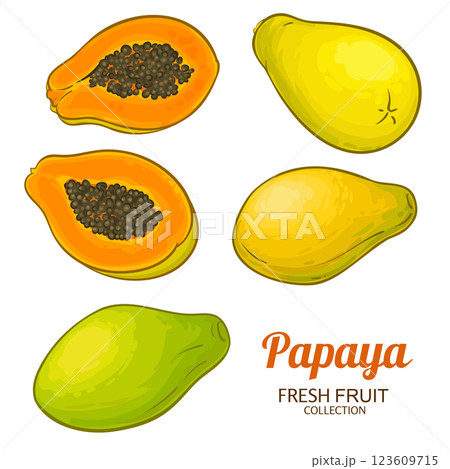 Papaya Fruits Colored Detailed Illustration 123609715