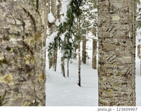 知床のひぐまの跡 123609907