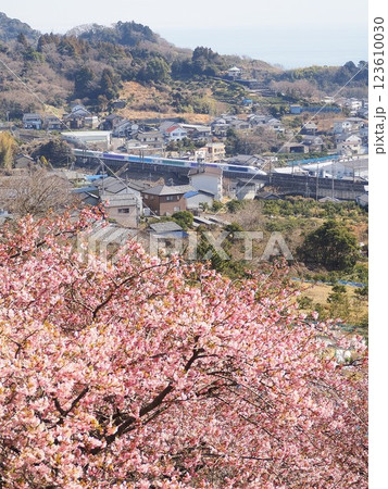 静岡県 由比八千代桜とディズニー新幹線 2月 静岡県 由比八千代桜とディズニー新幹線 2月 123610030
