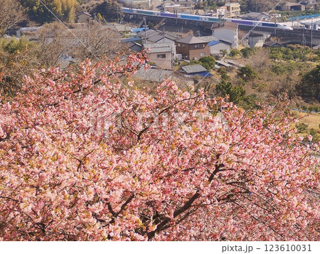 静岡県　由比八千代桜とディズニー新幹線　2月 123610031