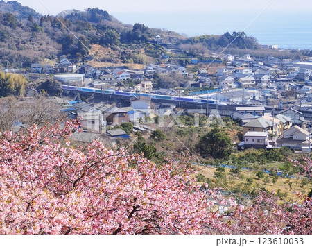 静岡県　由比八千代桜とディズニー新幹線　2月 123610033