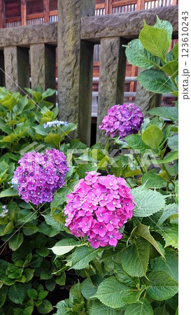 【文京あじさいまつり】咲き誇る紫陽花 123610243