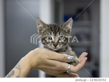 A veterinarian tenderly holds a small rescued kitten in her arms at a veterinary clinic. The veterinarian offers care and comfort to the abandoned animal in need of love and protection. A veterinarian tenderly holds a small rescued kitten in her arms at a veterinary clinic. The veterinarian offers care and comfort to the abandoned animal in need of love and protection. 123610332