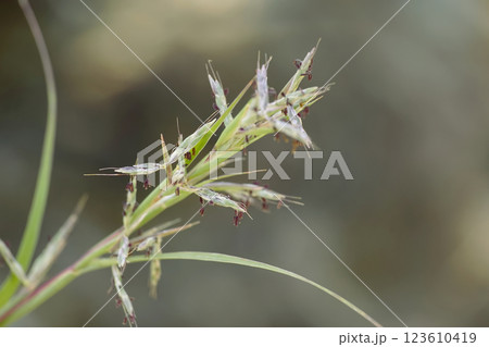 オガルカヤ 123610419