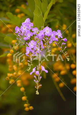 デュランタ 123610425