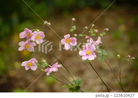 シュウメイギク 123610427