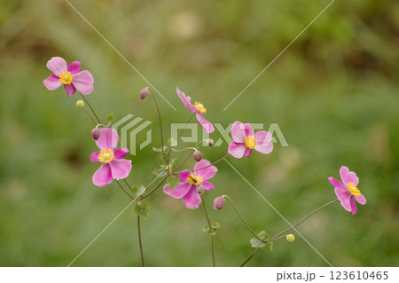 シュウメイギク 123610465