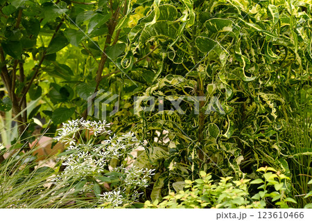 ユーフォルビア・シラユキヒメ 123610466