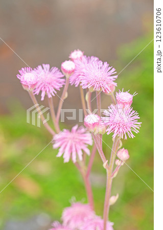 家の周りの草花　四季の色々　植物園の野草園に紫色の美しいポンポンアザミの花が咲いています 123610706