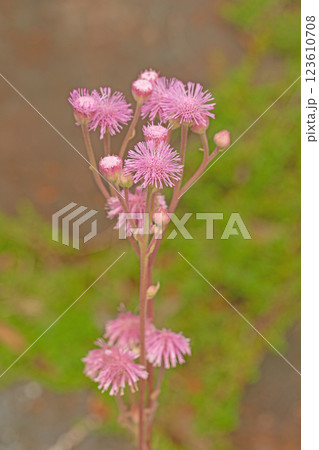 家の周りの草花 四季の色々 植物園の野草園に紫色の美しいポンポンアザミの花が咲いています 家の周りの草花 四季の色々 植物園の野草園に紫色の美しいポンポンアザミの花が咲いています 123610708