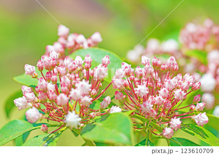 家の周りの草花 四季の色々 春の植物園園に星形の美しいピンクの花が咲いています アメリカシャクナゲ 家の周りの草花 四季の色々 春の植物園園に星形の美しいピンクの花が咲いています アメリカシャクナゲ 123610709