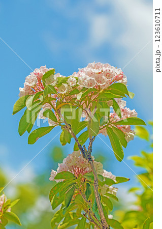 家の周りの草花 四季の色々 春の植物園園に星形の美しいピンクの花が咲いています アメリカシャクナゲ 家の周りの草花 四季の色々 春の植物園園に星形の美しいピンクの花が咲いています アメリカシャクナゲ 123610711