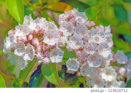 家の周りの草花 四季の色々 春の植物園園に星形の美しいピンクの花が咲いています アメリカシャクナゲ 家の周りの草花 四季の色々 春の植物園園に星形の美しいピンクの花が咲いています アメリカシャクナゲ 123610712