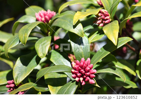 早春の日差しの中で開花を待つ沈丁花の蕾（2月） 123610852