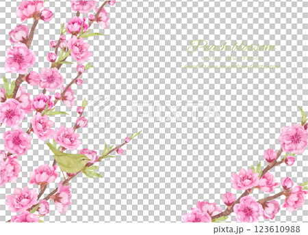 用水彩畫的桃花枝和鶯的向量框架 123610988