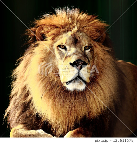 ライオン 123611579