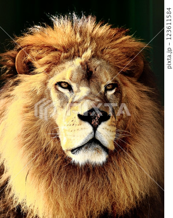 ライオン ライオン 123611584