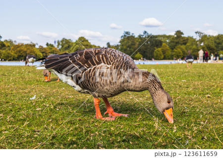 Greylag Goose Foraging for Food in a Lush Green Field 123611659
