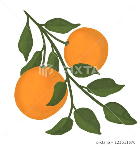 Hand drawn illustration of bright orange tangerine mandarine citrus fruits with vibrant green leaves and flowers. For food organic vegetarian labels, packaging. Natural design elements colorful bold.. 123611670