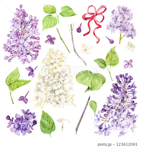 Watercolor illustration of lilac. Set of purple and white flowers, buds, branches and leaves. Botanical illustration for wedding invitation, greeting card. Fragrant spring flower. 123612091