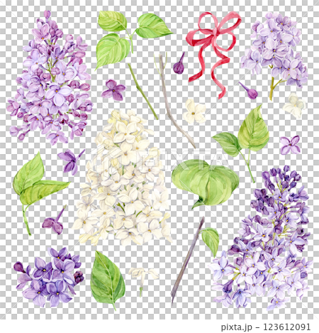 Watercolor illustration of lilac. Set of purple and white flowers, buds, branches and leaves. Botanical illustration for wedding invitation, greeting card. Fragrant spring flower. 123612091