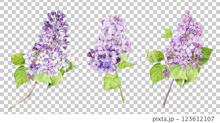 Watercolor illustration of lilac. Set of purple lilac branches with leaves. Fragrant spring flowe. Botanical illustration for wedding invitation, greeting card. Watercolor illustration of lilac. Set of purple lilac branches with leaves. Fragrant spring flowe. Botanical illustration for wedding invitation, greeting card. 123612107