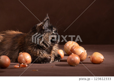 Maine Coon lying among bulbs on a brown background 123612333