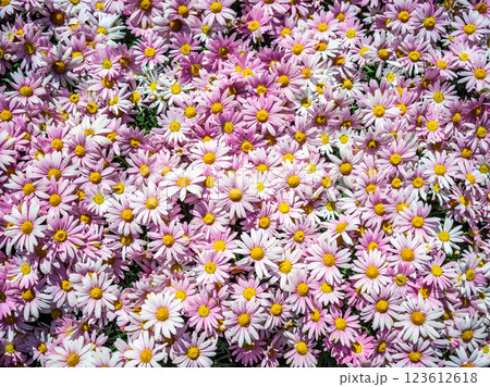 春の花壇に咲くマーガレットの花 123612618
