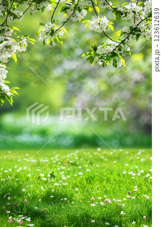 Vibrant spring background of green grass with white flowers and bokeh with copy space 123612639