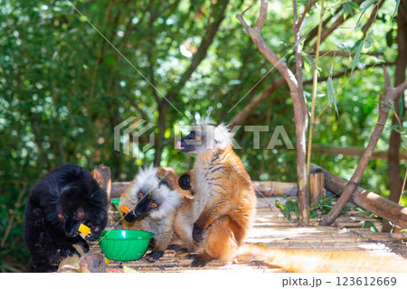 マダガスカル　サル 123612669