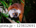 マダガスカル　サル 123612691