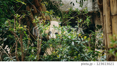 Giant Pandas Climbs Tree. Young Pandas Play With Each Other. Bear Or Simply, Is Bear Species Endemic To China. Panda Diplomacy. National Symbol Of China, Personifying Sincerity, Friendliness Giant Pandas Climbs Tree. Young Pandas Play With Each Other. Bear Or Simply, Is Bear Species Endemic To China. Panda Diplomacy. National Symbol Of China, Personifying Sincerity, Friendliness 123613021
