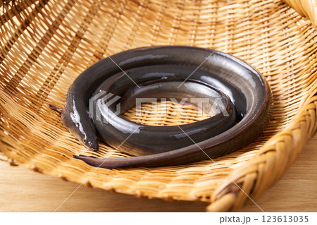 ザルに乗せた2尾の鰻 ザルに乗せた2尾の鰻 123613035