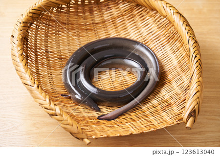 ザルに乗せた2尾の鰻 ザルに乗せた2尾の鰻 123613040
