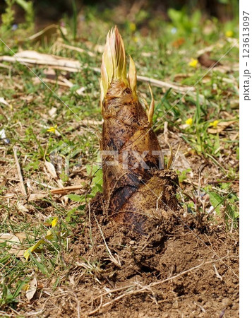 土中から頭を出したタケノコ（顔を出した孟宗竹の筍） 123613097