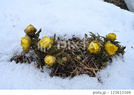 福寿草7（徳島県三好市東祖谷中上） 123613109